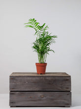 files/IndoorPlants-StudioShots13.11.2023-205.jpg